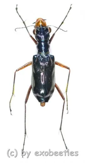Therates labiatus ( 20 - 24 )