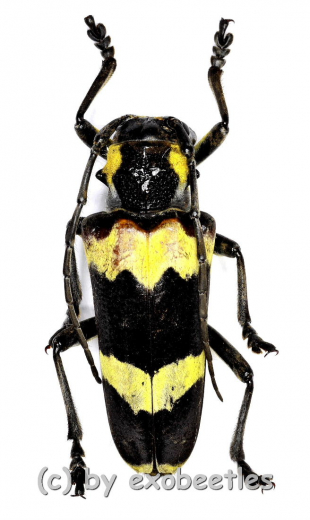 Thermistis nigromaculata ( 25 – 34 )