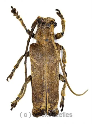 Thylactus zuberhoferi ( 30 – 34 )