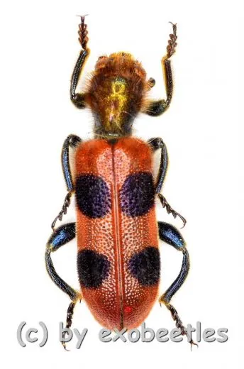 Tichodes spec. ( 10 – 14 )