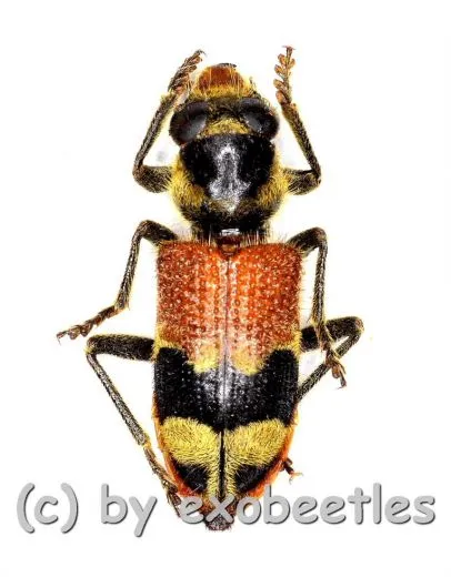 Tillicera spec. ( 10 – 14 )