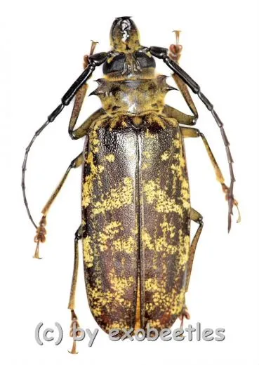 Tithoes maculatus maculatus ( 60 – 64 )
