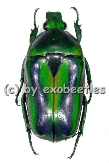 Tmesorrhina alpestris bafutensis A2