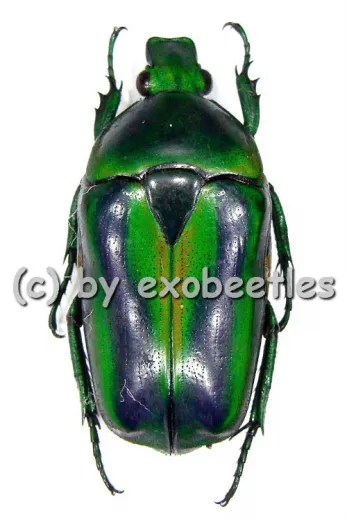 Tmesorrhina alpestris bafutensis A2