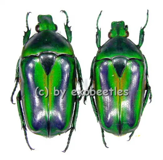 Tmesorrhina alpestris bafutensis
