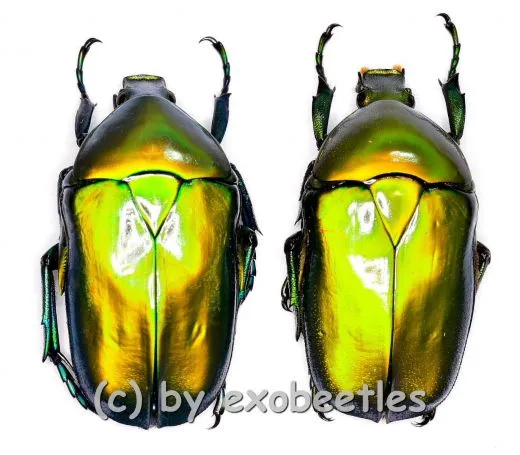 Torynorrhina distincta ( golden / grün ) ( M 25 – 34 )