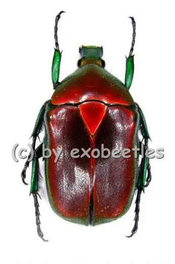 Torynorrhina flammea flammea ( rote var. )
