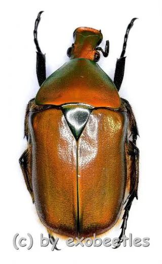 Torynorrhina scutellata ( 25 – 34 ) A1-