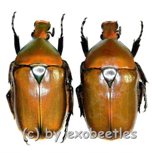 Torynorrhina scutellata ( 25 – 34 ) A1-
