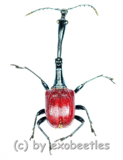 Trachelophorus giraffa ( 15 – 29 ) A2