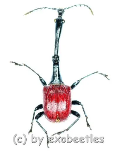 Trachelophorus giraffa ( 15 – 29 ) A2