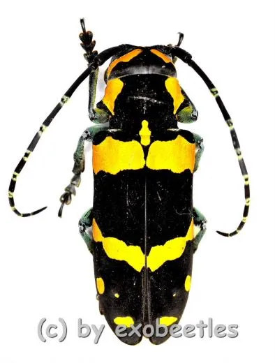 Tragocephala jucunda kuenkeli ( 25 – 29 ) A2