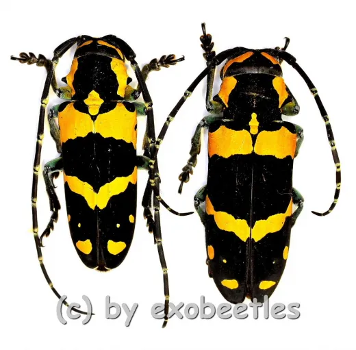 Tragocephala jucunda kuenkeli ( M 25 – 29 )