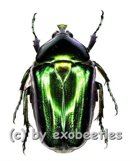 Trigonophorinus riaulti ( 25 – 34 )