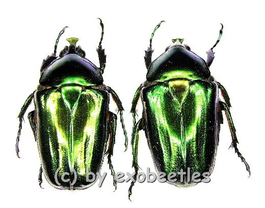 Trigonophorinus riaulti ( 30 – 34 )