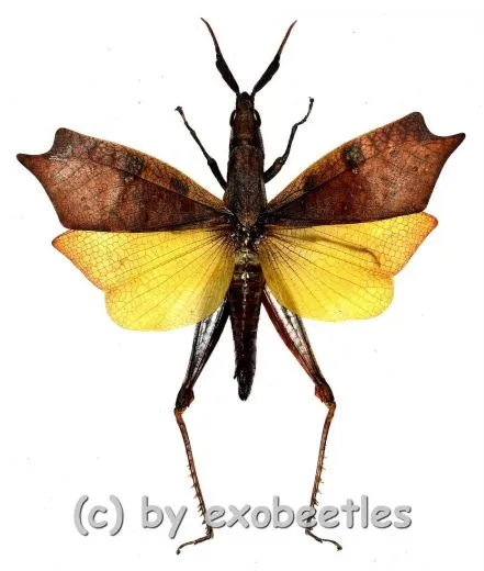 Trigonopteryx celebensia