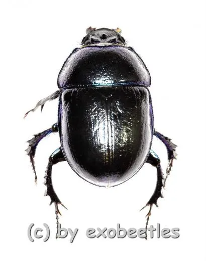 Trypocopis vernalis ( 15 – 19 )