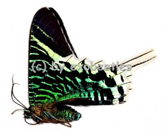 Urania leilus