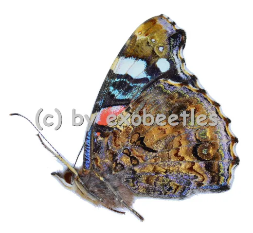 Vanessa atalanta A2