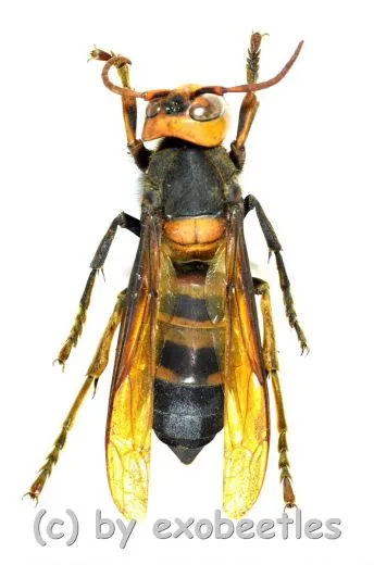 Vespa mandarinia ( asiatische Riesenhornisse ) ( 25 – 34 )