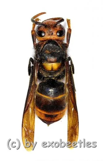 Vespa velutina velutina