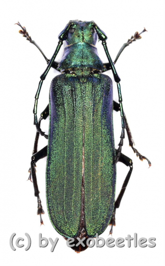 Vietetropus viridis ( grüne var. ) ( 25 – 29 )