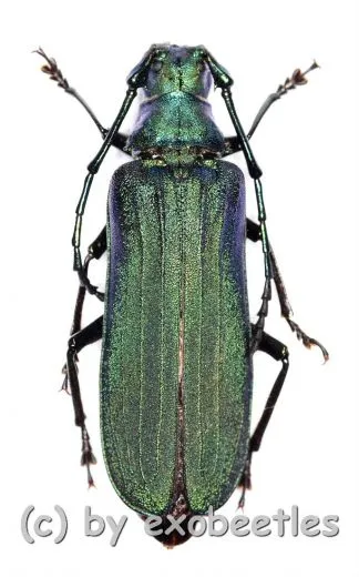 Vietetropus viridis ( grüne var. ) ( 35 – 39 )
