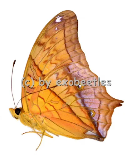 Vindula erota erota