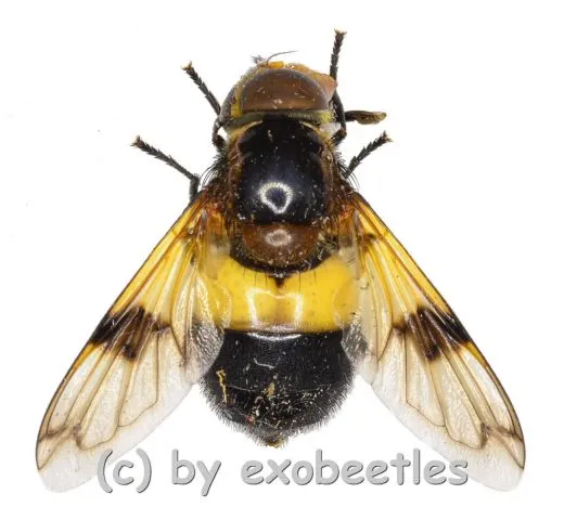 Volucella pellucens