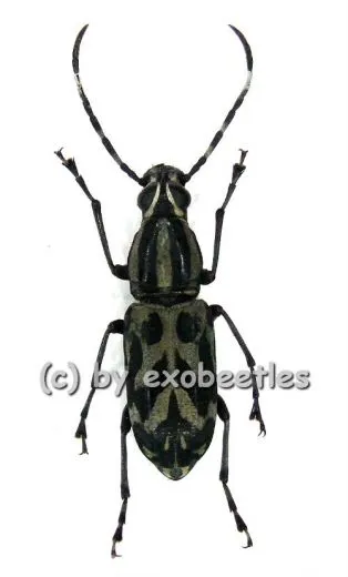Xenocerus scalaris