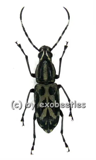 Xenocerus scalaris