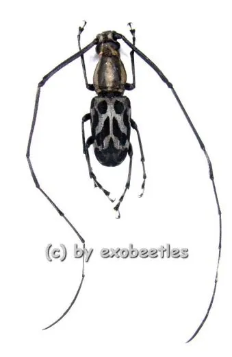 Xenocerus scalaris