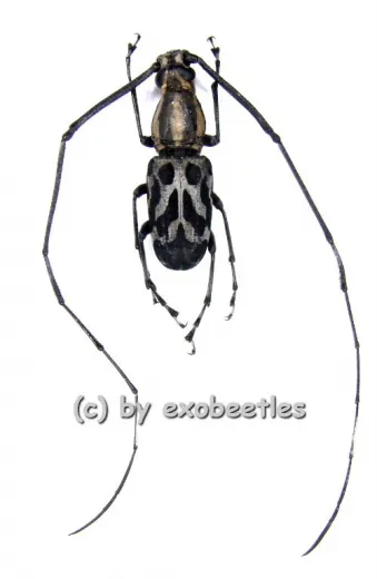 Xenocerus scalaris