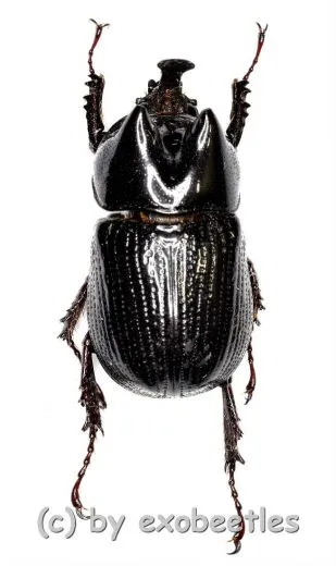 Xenoderus janus ( 20 – 24 )