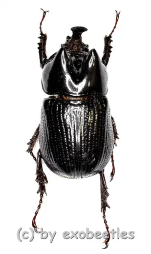 Xenoderus janus ( 20 – 24 )
