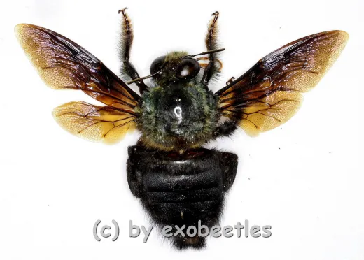 Xylocopa caerulea
