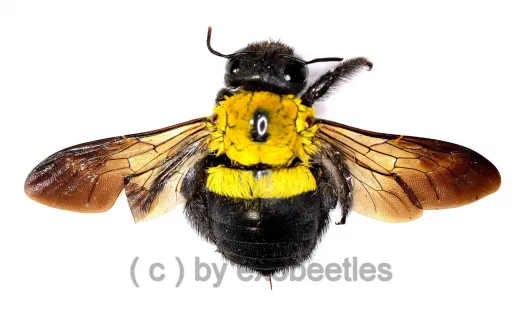 Xylocopa pubescens