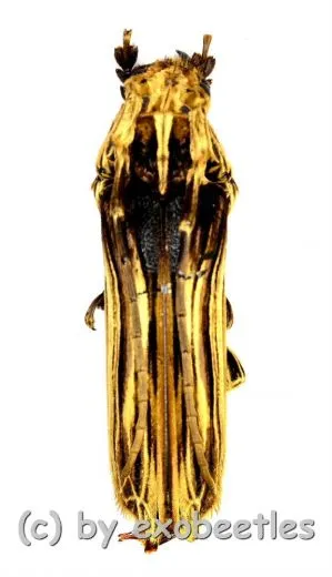Xylorhiza adusta ( 35 – 39 )
