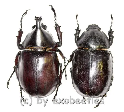 Xylotrupes gideon ssp. ( M 40 – 44 )