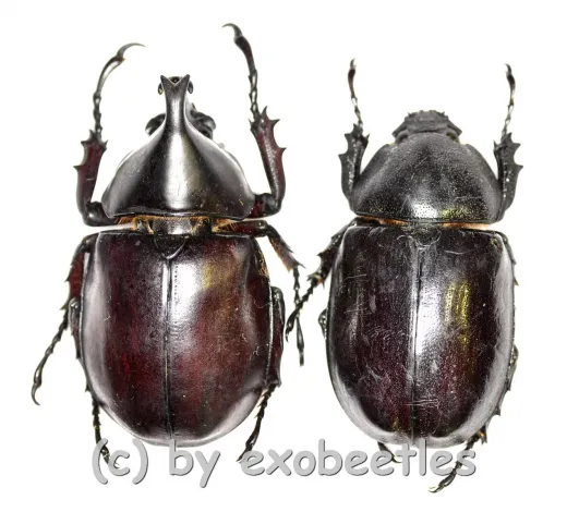 Xylotrupes gideon ssp. ( M 40 – 44 ) A1-