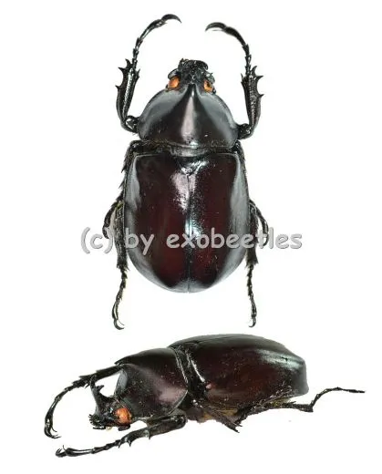Xylotrupes gideon ssp. ( 40 – 44 )
