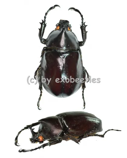 Xylotrupes gideon ssp. ( 40 – 44 ) A1-
