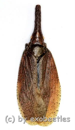 Zanna spec.