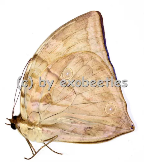 Zeuxidia aurelius aurelius