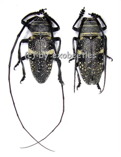 Zographus aulicus A2