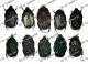 10 Protaetia ( mixed Lot )