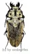 Trictenotoma mouhoti ( 50 – 54 )
