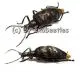 Bothrionota foveata ( 20 - 24 )