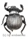 Gonopus spec. ( 20 – 24 ) A2