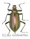 Falsocameria spectabilis ( 25 – 29 )